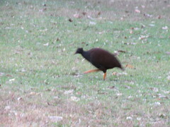 Megapodius reinwardt