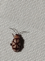 Omophoita magniguttis