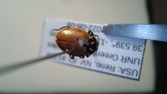 Hippodamia convergens