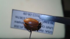 Hippodamia convergens
