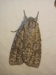 Acronicta impleta
