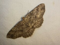 Melanolophia
