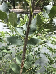 Fraxinus pennsylvanica