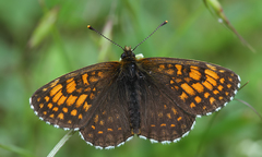 Melitaea caucasogenita