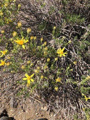 Ericameria linearifolia