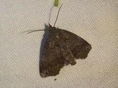 Paectes abrostoloides