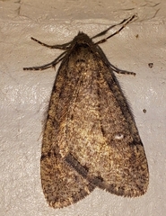 Paleacrita merriccata