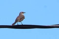 Mimus polyglottos polyglottos