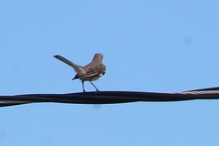 Mimus polyglottos polyglottos