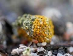 Caloplaca subpyraceella