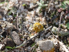 Caloplaca subpyraceella