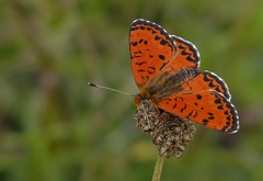 Melitaea interrupta