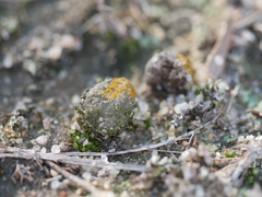 Caloplaca subpyraceella