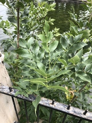 Fraxinus pennsylvanica