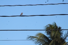 Mimus polyglottos polyglottos
