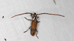 Strongylurus cretifer