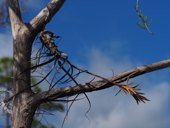 Tillandsia balbisiana