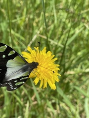 Graphium macleayanus