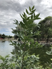 Fraxinus pennsylvanica