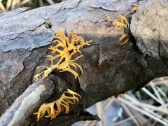 Calocera viscosa