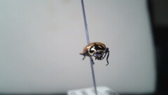 Hippodamia convergens