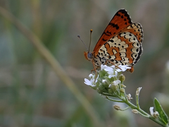 Melitaea interrupta