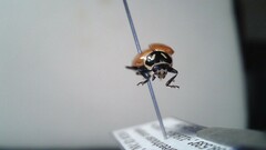 Hippodamia convergens