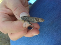 Angaracris barabensis