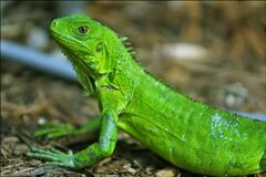 Iguana iguana