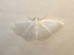 Lomographa vestaliata
