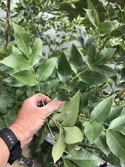 Fraxinus pennsylvanica