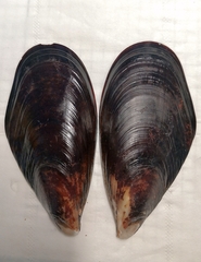 Mytilus unguiculatus