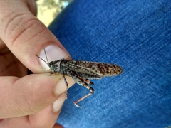 Angaracris barabensis