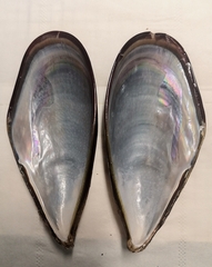 Mytilus unguiculatus
