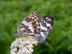 Melanargia syriaca