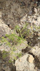 Baccharis boliviensis
