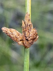 Schoenoplectus torreyi