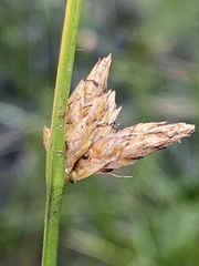 Schoenoplectus torreyi