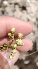 Baccharis boliviensis