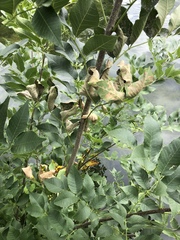 Fraxinus pennsylvanica