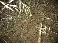 Micruroides euryxanthus