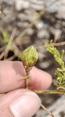 Baccharis boliviensis