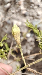 Baccharis boliviensis