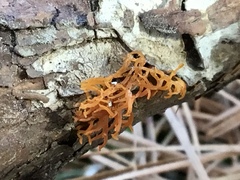 Calocera viscosa