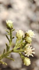 Baccharis boliviensis