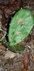Opuntia austrina