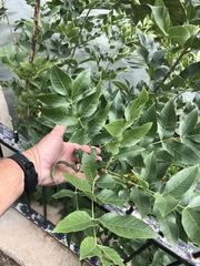 Fraxinus pennsylvanica