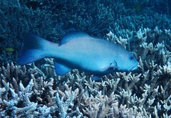 Plectropomus leopardus