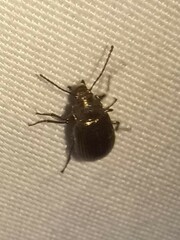 Tarpela micans
