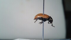 Hippodamia convergens
